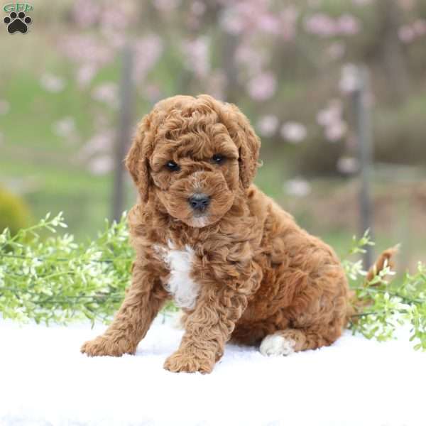 Cassie, Mini Goldendoodle Puppy